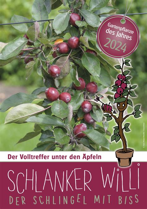 Gartenpflanze des Jahres 2024 der schlanke Willi Salzburger Gärtner