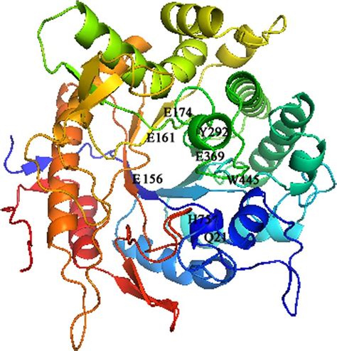 Structural Model Of The β Glucosidase Cen502 Download Scientific Diagram