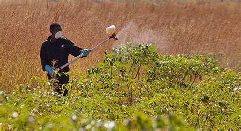 Des Exigences Environnementales De Base Contribuent à Réduire L’utilisation De Pesticides En