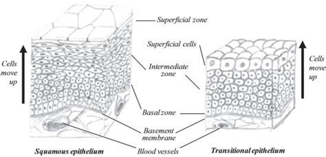 Transitional Epithelium Diagram