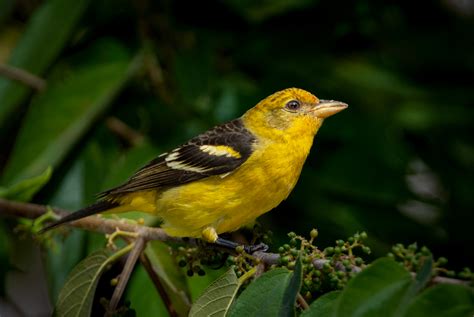 Western Tanager - Owen Deutsch Photography