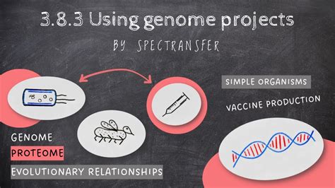 EASY REVISION AQA A Level Biology 3 8 3 Using Genome Projects YouTube