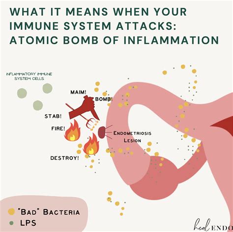 Dysbiosis And Endometriosis The Reproductive Tract Heal Endo