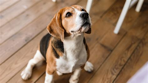 Les chiens pleureraient lorsqu ils retrouvent leur maître Noovo Info