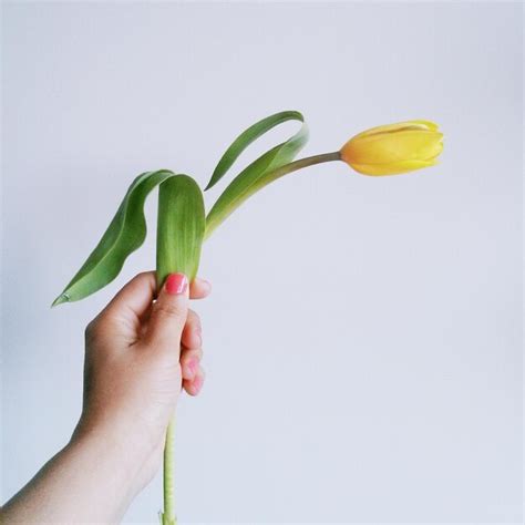 Premium Photo Close Up Of Person Hand Holding Tulip Flower