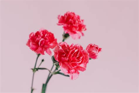 Beautiful Pink Carnation Flowers On A Pink Pastel Background Stock