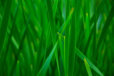 Green Grass Free Stock Photo Public Domain Pictures