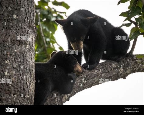 Wild black bears of Alaska Stock Photo - Alamy