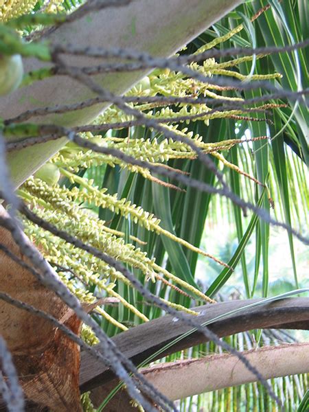 National Tropical Botanical Garden Cocos Nucifera Plant Detail