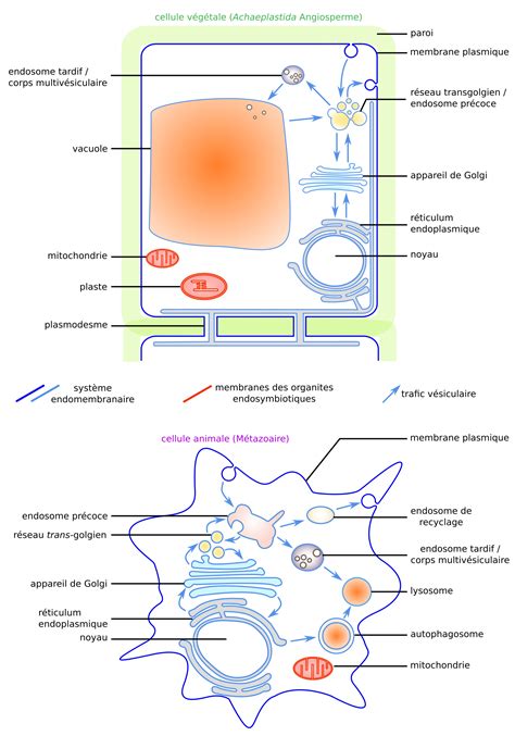 Qcm Membrane Plasmique Pdf