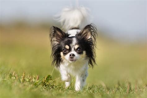 How To Keep Your Dog Healthy American Kennel Club