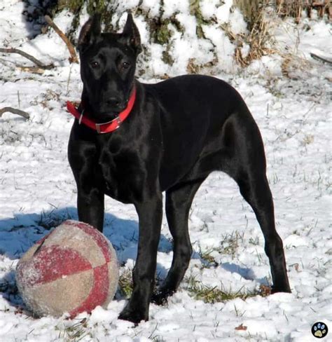 Canis Panther: History, Temperament, Care, Training, Diet, Pics