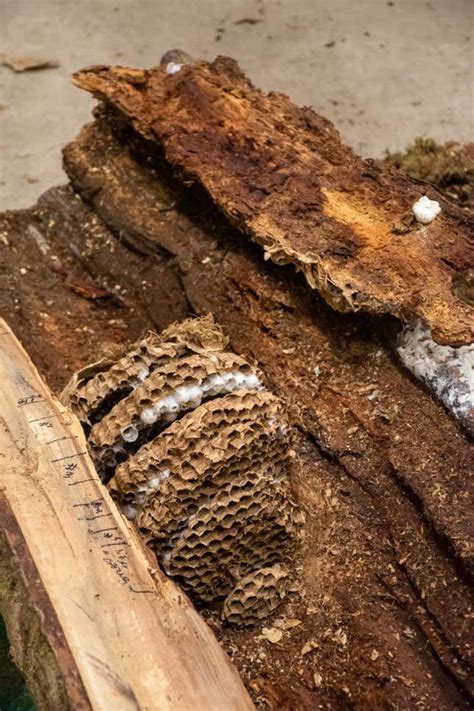 Take A Look Inside The Washington State Murder Hornet Nest