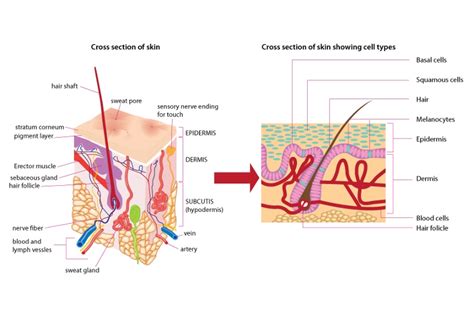 Human Skin Layers And Functions