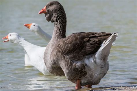 Toulouse Goose Breed Profile - Farmhouse Guide