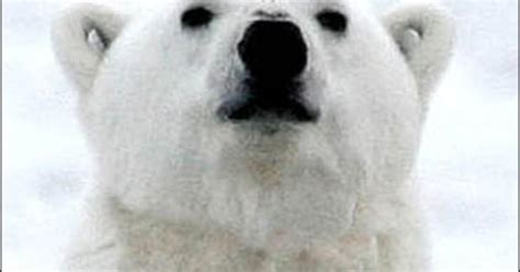 Worlds Oldest Polar Bear 41 Dies Cbs News