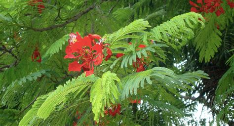 Semillas Arbol Delonix Regia Arbol De Fuego En Mercado Libre