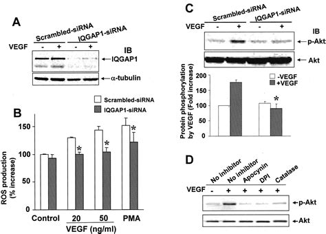 IQGAP1 A Novel Vascular Endothelial Growth Factor Receptor Binding