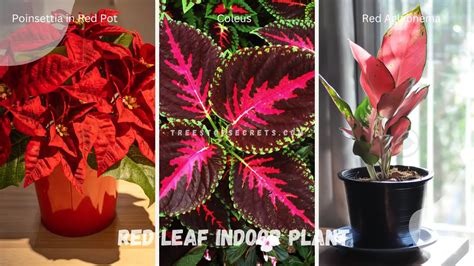 Red Leaf Indoor Plants: Your Guide To Vibrant Houseplants