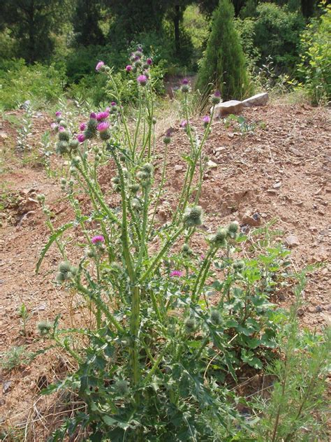 Weg Distel Dein Garten ökologisch And Pflegeleicht