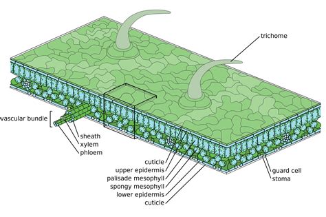 Plant Tissue Diagram