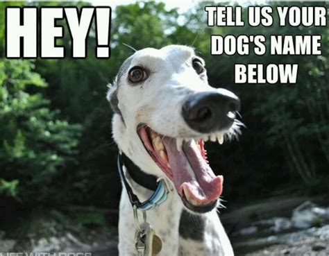 89 Best Greyhound Memes And Funny Greyhound Pics Images On Pinterest