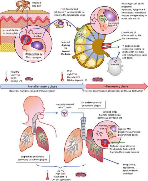 Innate immunity subversion by Yersinia pestis. Schematic representation ...