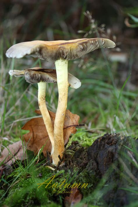 Common Fungi Hyphpolom Bentley Woods Uk October 2013 Stuffed