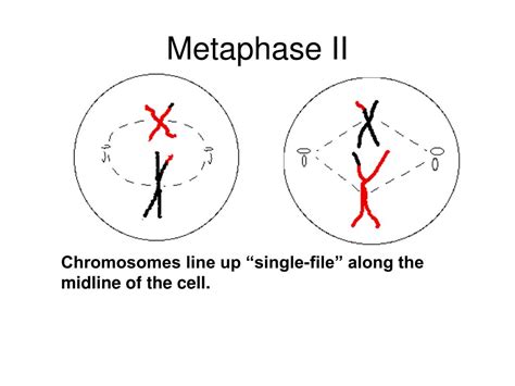 PPT - Chromosomes and Cell Division PowerPoint Presentation, free download - ID:4601427