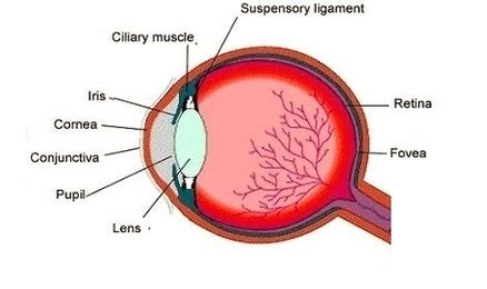 Human Eye Diagram Image - Graph Diagram