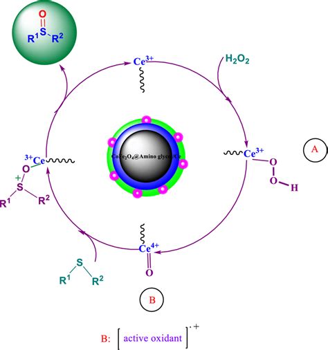 A plausible mechanism for sulfoxide formation reactions using H2O2 over... | Download Scientific ...