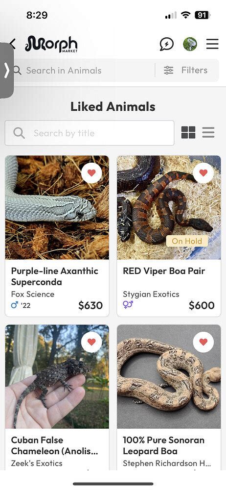MorphMarket Auctions! - MorphMarket News - MorphMarket Reptile Community