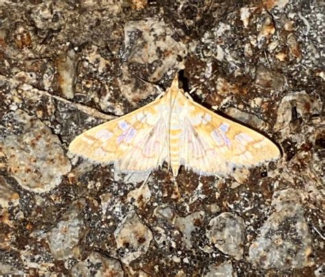 Orange Epipagis Moth From Florence Sewage Treatment Plant St Hwy 20