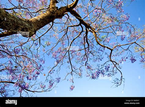 Blue jacaranda in flowers against blue sky Stock Photo - Alamy