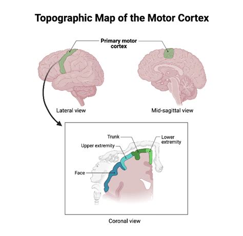 Topographic Map of the Motor Cortex | BioRender Science Templates