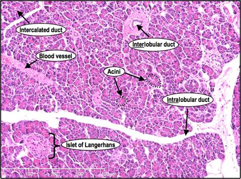 Histoquarterly Pancreas Histology Blog Histology Slides Tissue | Images ...