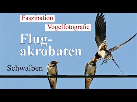 Faszination Vogelfotografie Flugakrobaten Schwalben YouTube