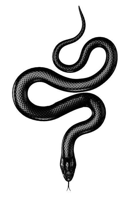 Snake Png Black Snake Tattoo Snake Tattoo Design Snake Illustration