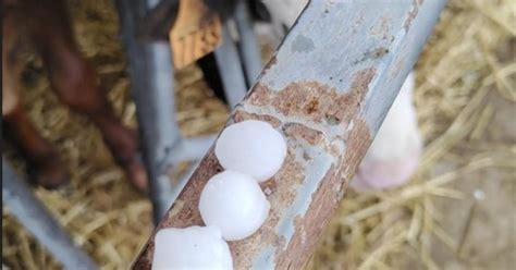 Granizo En El Somontano Cultivos De Cereal Vid Y Almendras Afectados