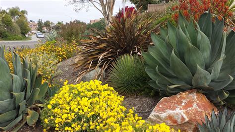 Drought tolerant landscape in San Marcos CA. Designed by Andrea Loosen