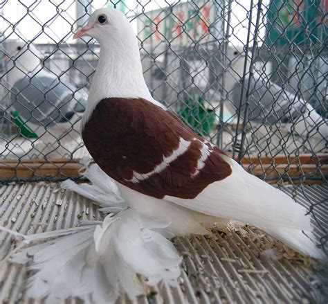 Saxon Shield Pigeon Sächsische Schildtaube Pigeontype