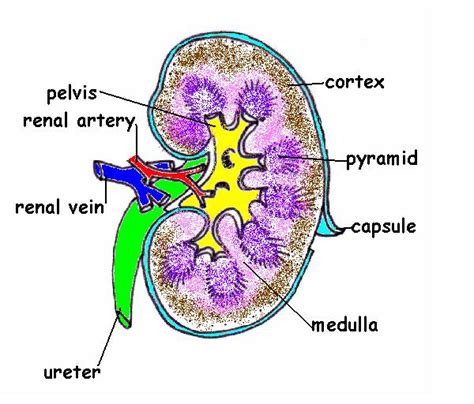 Kidney Anatomy Diagram