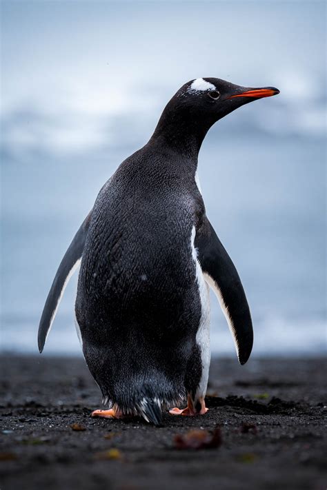 Wildlife - Antarctica