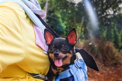 The Benefits of Owning a Chihuahua: Why This Breed Makes a Great Companion – Pawsh Puppies