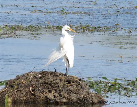 Snowy Egret on Behance