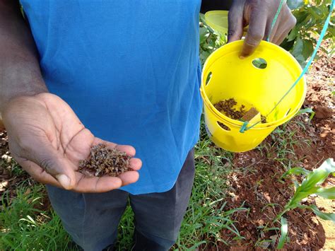 Kenyan farmers pollinate crops by hand after pesticides kill off insects