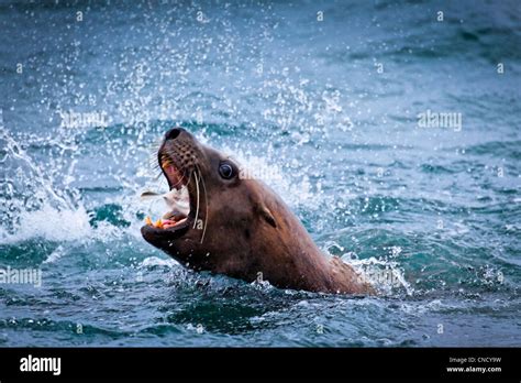 Steller Sea Lion feeding on a fish, Glacier Bay National Park ...