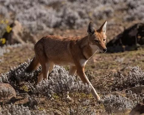 Ethiopian Wolf - Facts, Diet, Habitat & Pictures on Animalia.bio