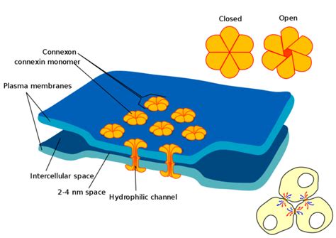 The Cell Cell Junctions Concise Medical Knowledge