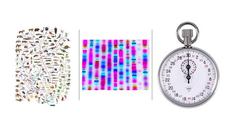 MOLECULAR CLOCKS ARE CALIBRATED BY ASSUMPTIONS – Evolution is a Myth